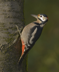 Great spotted woodpecker Photo Hans gebuis