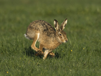 Brown Hare Photo: Hans Gebuis
