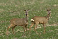 Roe deer Photo: Hans Gebuis