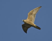 Peregrine Falcon Photo: Hans Gebuis