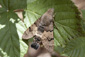 Kolibrivlinder Foto: Ronald van Jeveren