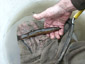Grote modderkruiper Foto: Ronald van Jeveren